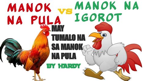 Tari ng manok na panabong in English with examples .